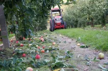 jabłka przemysłowe