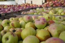 ceny jabłek przemysłowych