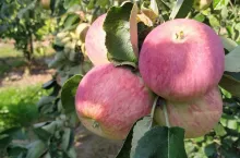 odmiana jabłoni Piros