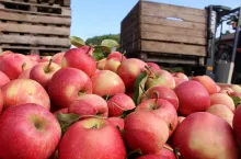 jabłka przemysłowe