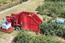 kombajnowy zbiór wiśni