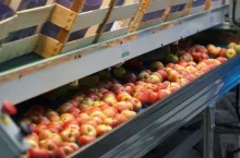 ceny jabłek deserowych