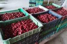 ceny truskawek na mrozenie