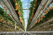 truskawki w szklarni