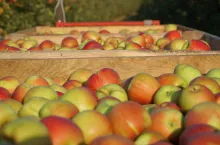 jabłka w skrzyniach