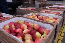 bronisze ceny jabłek październik 2020