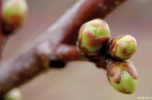 Pąki drzewo owocowe