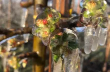 przymrozki w chinach 2020