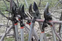 cięcie zimowe jabłoni