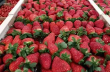 Truskawki - Rynek Hurtowe Bronisze - 02.03.2020