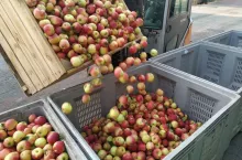 jabłka przemysłowe