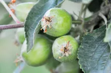 przerzedzanie jabłek