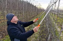 ciecie zimowe jabłoni u Szymona Czuja