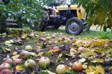 jabłka przemysłowe