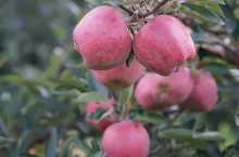 jabłka Red Delicious