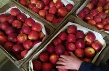 Jabłka przygotowane na rynek hurtowy