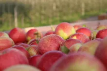 zbiory jabłek 2020