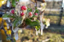 powszechny system ubezpieczeń dla sadowników