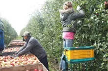 Zbiór jabłek w Sadzie - pracownicy