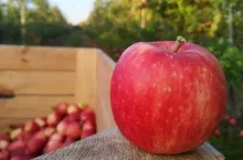 Polski sad - polskie sadownictwo