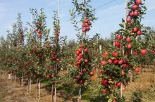 Jabłka, sad - sezon 2019