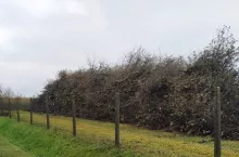 Drzewo z karczowanego sadu