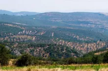 Eksport tureckich jabłek