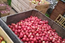 Jabłka przemysłowe