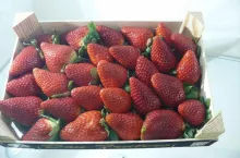 Truskawki w Hiszpanii