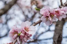 Almond tree blossom in the middle of the winter on Costa Blanca, Spain