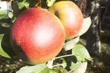odmiana jabłek Boskoop