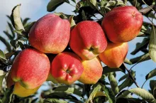 Fot. 3. ‘Red Delicious‘ mimo że jest w uprawie od końca XIX wieku, w Polsce jest nadal odmianą stosunkowo mało znaną