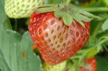 Truskawka szara pleńń