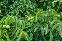Green, unripe walnuts with natural background. Scientific name Juglans regia