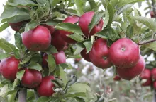 Odmiany jabłek