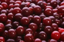 gepflueckte Kirschen vor dem Entsteinen