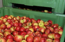 Jabłka w przechowalni