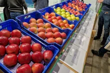 przegląd odmian jabłek na iterpoma 2024