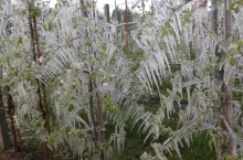 przymrozki w sadach 2024