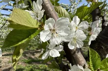 przymrozki w sadzie czeresniowym