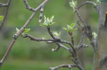 program ochrony roślin sadowniczych 2024
