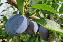 Owoce odmiany Kalipso