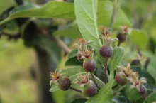 Ligol - Skuteczna regulacja wzrostu i owocowania, po zastosowaniu programu Corto.