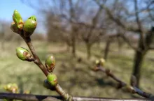 przymrozki wiosenne 2020