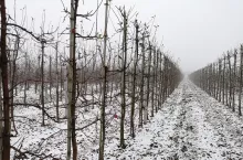 gospodarstwo sadownicze na sprzedaż