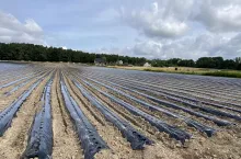 Odmiana Vivara w uprawie bezglebowej (BerryTech 2022)