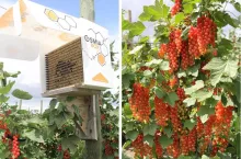 Ule - OsmiaBox - Porzeczkowa Demo Farma na Lubelszczyźnie