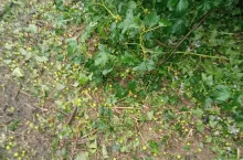 gradobicia na Lubelszczyźnie