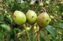 uszkodzenia po gradzie