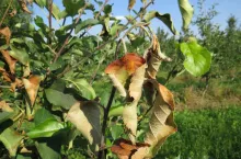 Charaktrerystyczne zamieranie pędów jabłoni w tzw. pastorał przy zarazie ogniowej